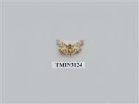 藏品(螟蛾239)的圖片